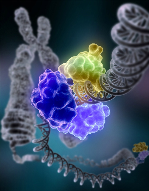 DNA Ligaz enzimi