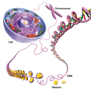 DNA Histon Protein