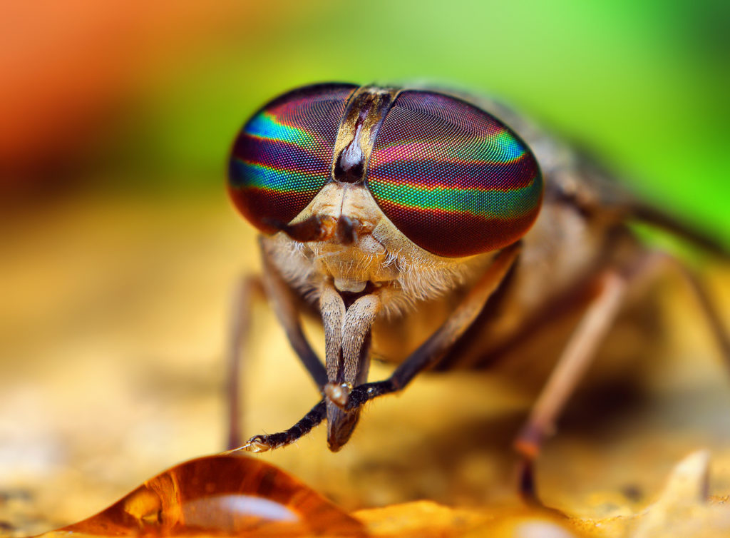 Opo_Terser_-_Female_Tabanus_Horse_Fly_(by)_(1)