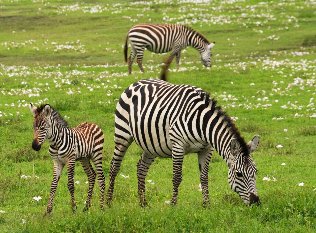 baby-zebra